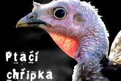 V zakázané zóně už je všechno mrtvé. Zbývá 200 slepic