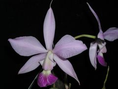Většina orchidejí kvete jednou či dvakrát ročně. Po zbytek času nejsou zvlášť atraktivní.