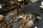 Na Litoměřicku někdo postřelil ohroženého orla mořského, dravec později uhynul
