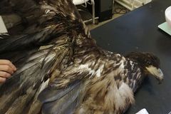 Na Litoměřicku někdo postřelil ohroženého orla mořského, dravec později uhynul