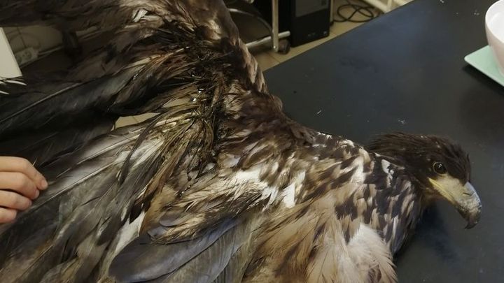 Na Litoměřicku někdo postřelil ohroženého orla mořského, dravec později uhynul