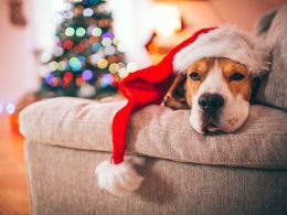 Pes a vánoční hodování: Jak to udělat, aby přežil váš mazlíček svátky bez úhony