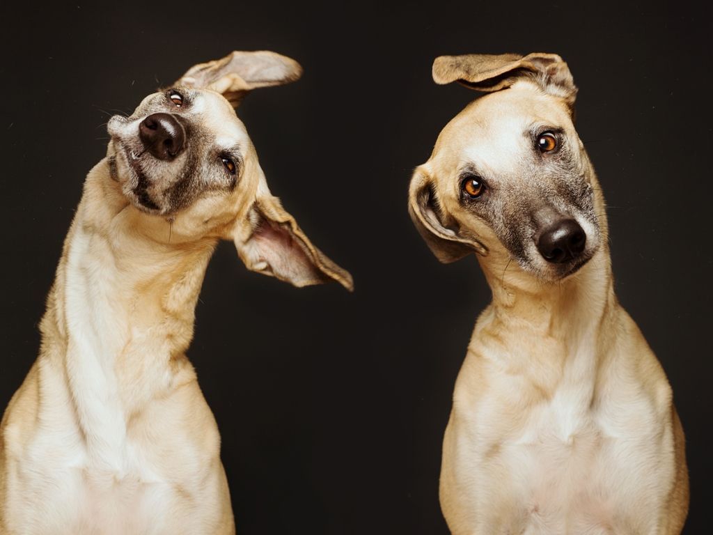 All Good Dogs (Elka Vogelsang)