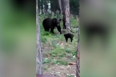 Drsný kocour v lese zastrašil medvěda. Je z něj hvězda ruských sociálních sítí