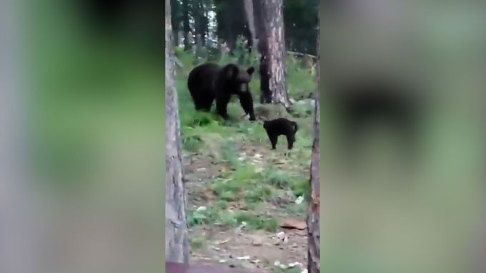 Drsný kocour v lese zastrašil medvěda. Je z něj hvězda ruských sociálních sítí