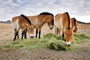 Krása českých divokých koní v mongolské stepi