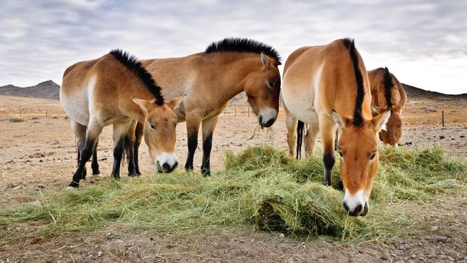 Krása českých divokých koní v mongolské stepi