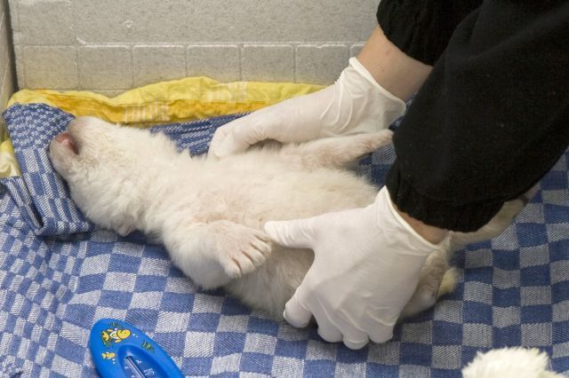 Lední medvídě, jemuž matka v norimberské zoo sežrala sourozence