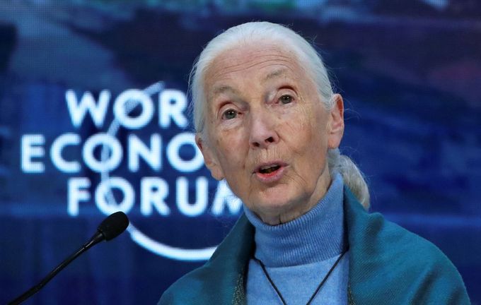 Bioložka Jane Goodallová.