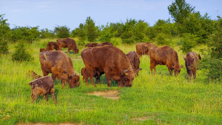 Česko zarůstá křovím a příroda ztrácí rozmanitost. V ohrožení jsou i chráněné oblasti; Zdroj foto: Michal Köpping.