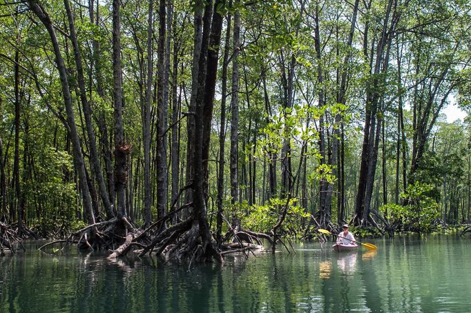 Mangrovníky, Mergui Archipelago, Myanmar