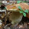 houby pelda hřib dubový
