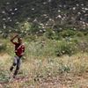Kobylky Afrika zničená úroda