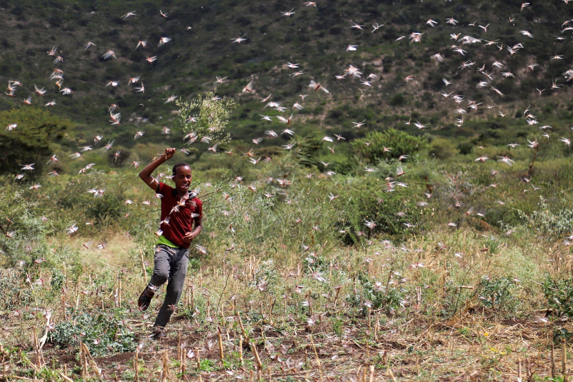 Kobylky Afrika zničená úroda