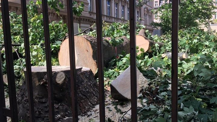 Stovky Pražanů protestují proti kácení dvou javorů. Jeden už dělníci podťali