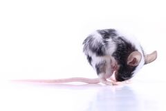 Nobelovku za bizarní výzkum získaly studie o sexualitě krys nosících slipy nebo o drbání na rameni