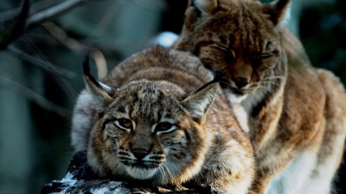 Rysi mají zimu v liberecké zoo rádi