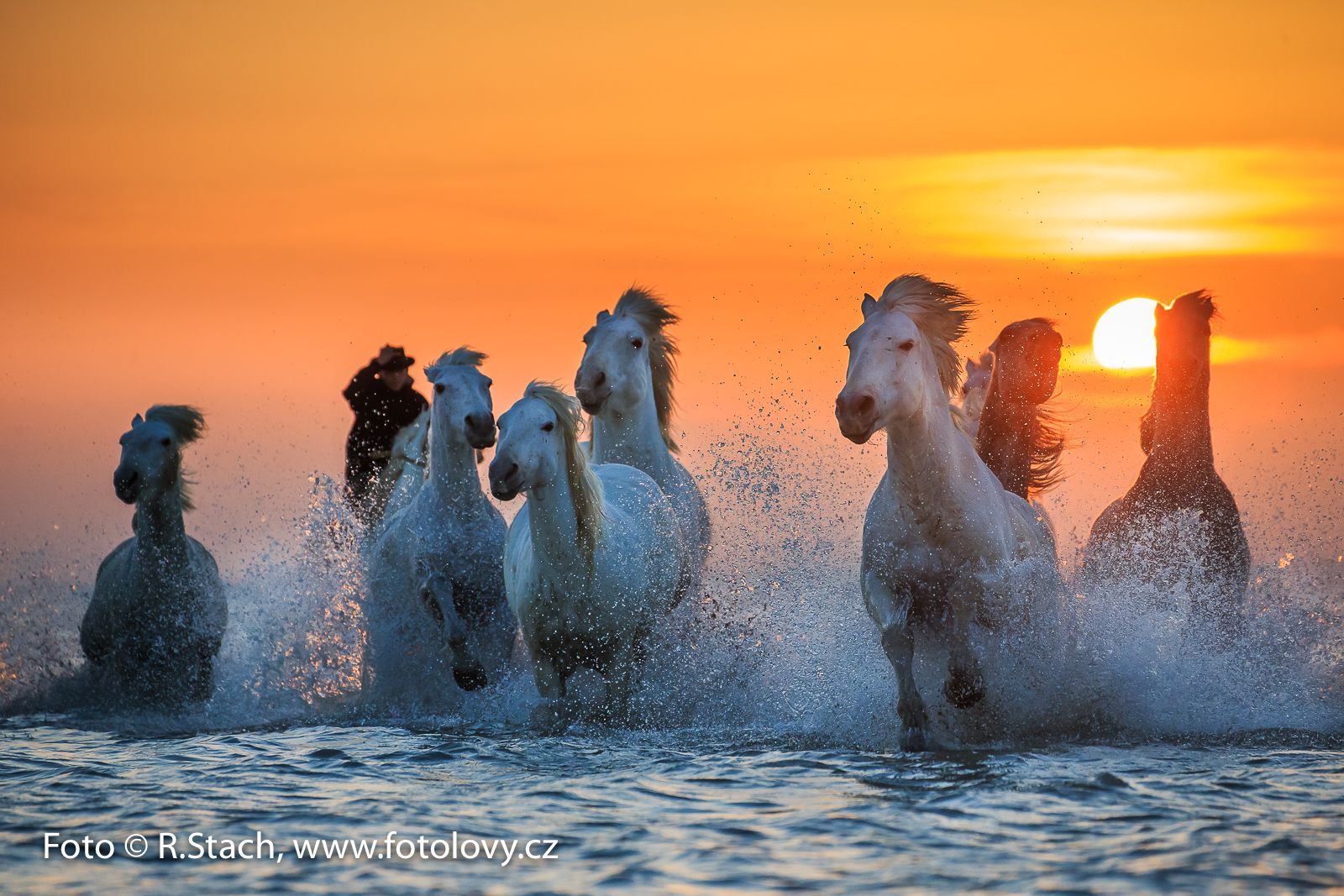 Rostislav Stach - fotografie přírody