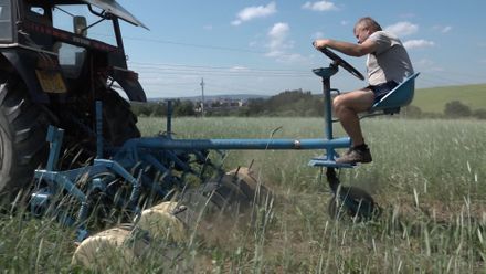 Český farmář chce obelstít sucho. Seje žito s kukuřicí dohromady