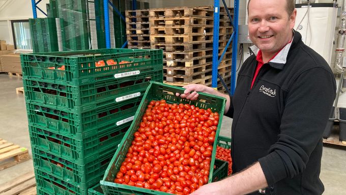 V největších sklenících v Česku právě sklízejí první letošní úrodu rajčat. Kvůli vysokým cenám energie letos vynechali zimní sklizeň.