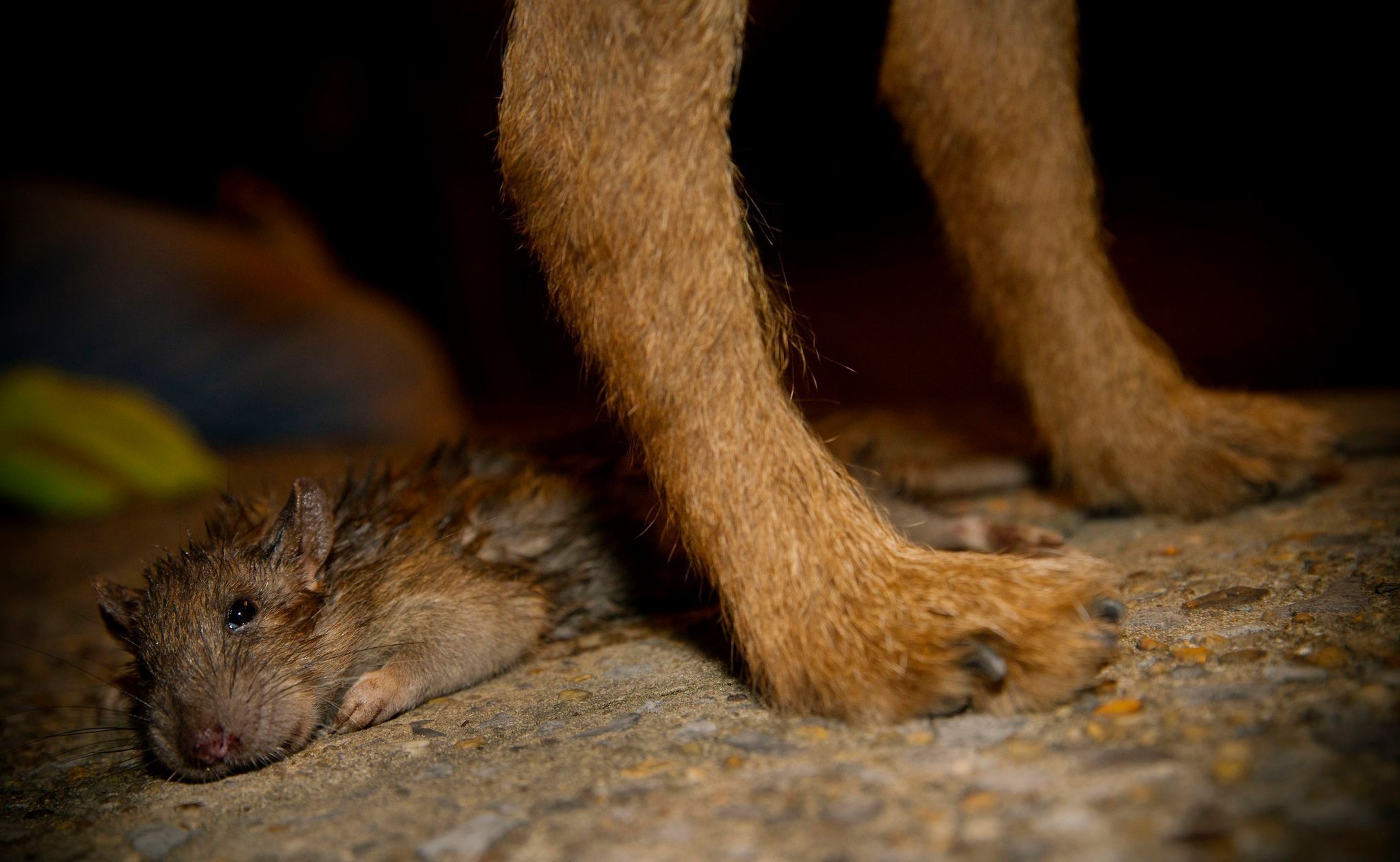 Merlin, a Border Terrier, stands by a dead rat which he killed during an organized rat hunt on New York City's Lower East Side