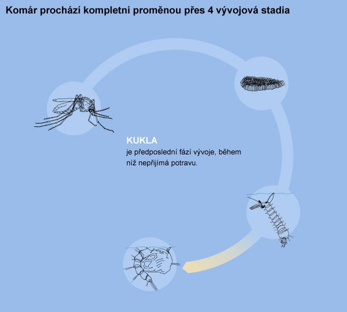 Vývojové fáze komára - kukla