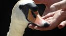 A swan is inspected by a Queen's Swan Upper during the annual Swan Upping ceremony on the River Thames between Shepperton and Windsor in southern England July 15, 2013.