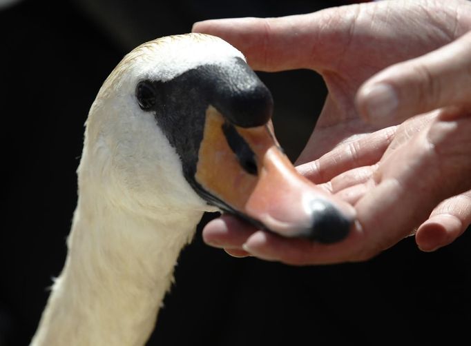 A swan is inspected by a Queen's Swan Upper during the annual Swan Upping ceremony on the River Thames between Shepperton and Windsor in southern England July 15, 2013.