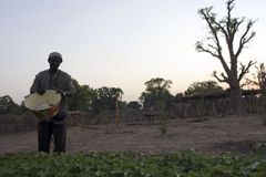 Vesnice v Mali konečně mají elektřinu. Díky biopalivu