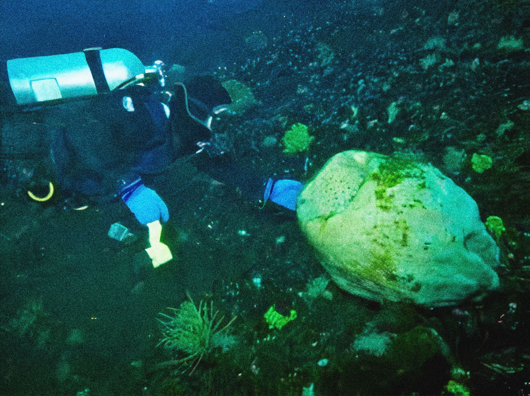 Fotogalerie / Dlouhověkost / Stáří / Jsou tak staří až tomu neuvěříte. Tak vypadají dlouhověká stvoření světa.