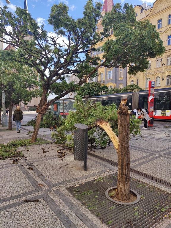 Stromy popadané kvůli silnému větru v Praze