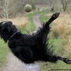 Fotografie ze soutěže Animal Friends Comedy Pet Photo Awards 2022