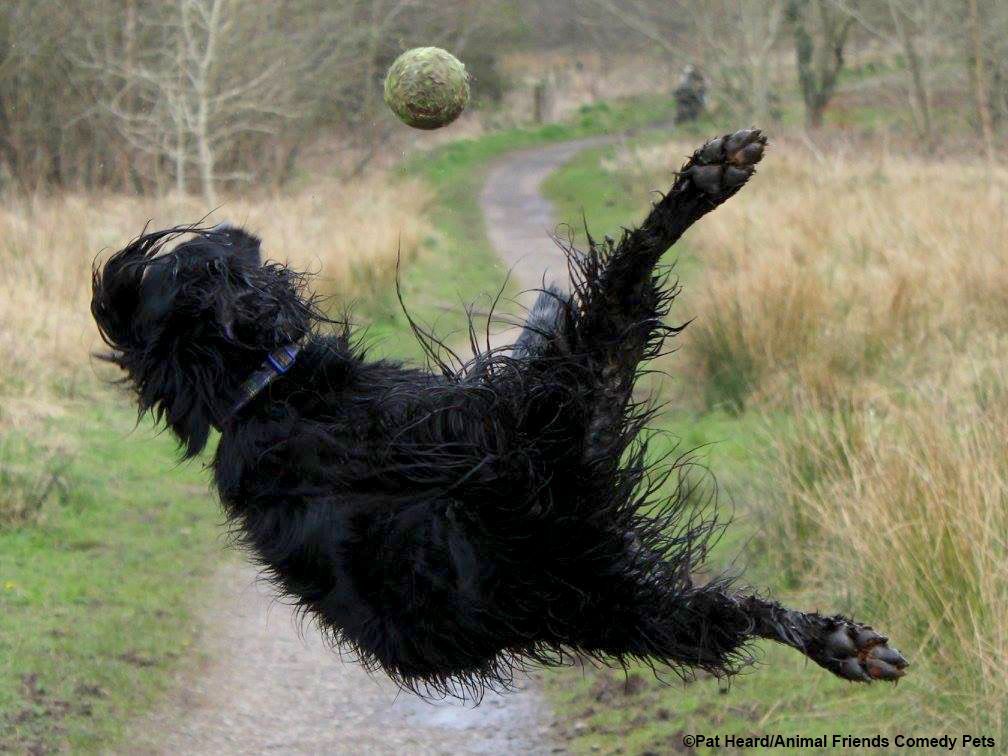 Fotografie ze soutěže Animal Friends Comedy Pet Photo Awards 2022