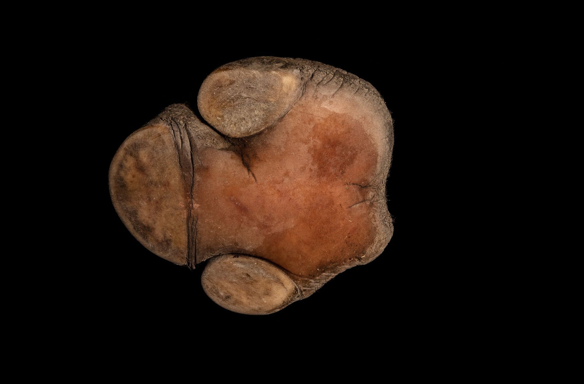 Zvířecí tlapy v úžasných detailech