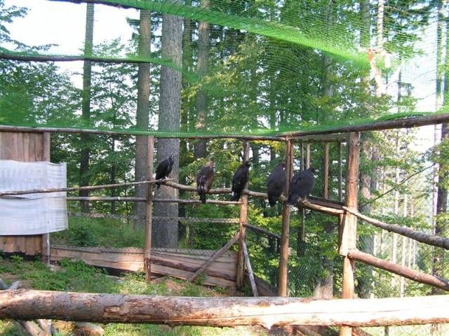 Projekt Orel se vrací