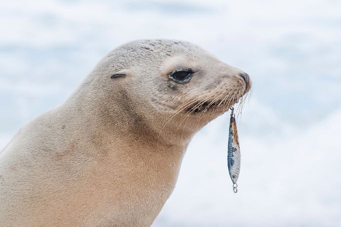 Vítězné fotografie ze soutěže Underwater Photographer of the Year 2023