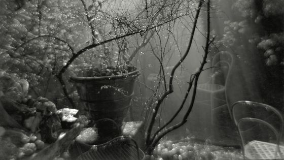 Josef Sudek: Po dešti