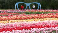 Zvědaví návštěvníci obdivují nekonečné řady rozkvetlých tulipánů. Každý krok mezi záhony na Tulleys Tulip Fest je malou cestou do barevného světa jara.