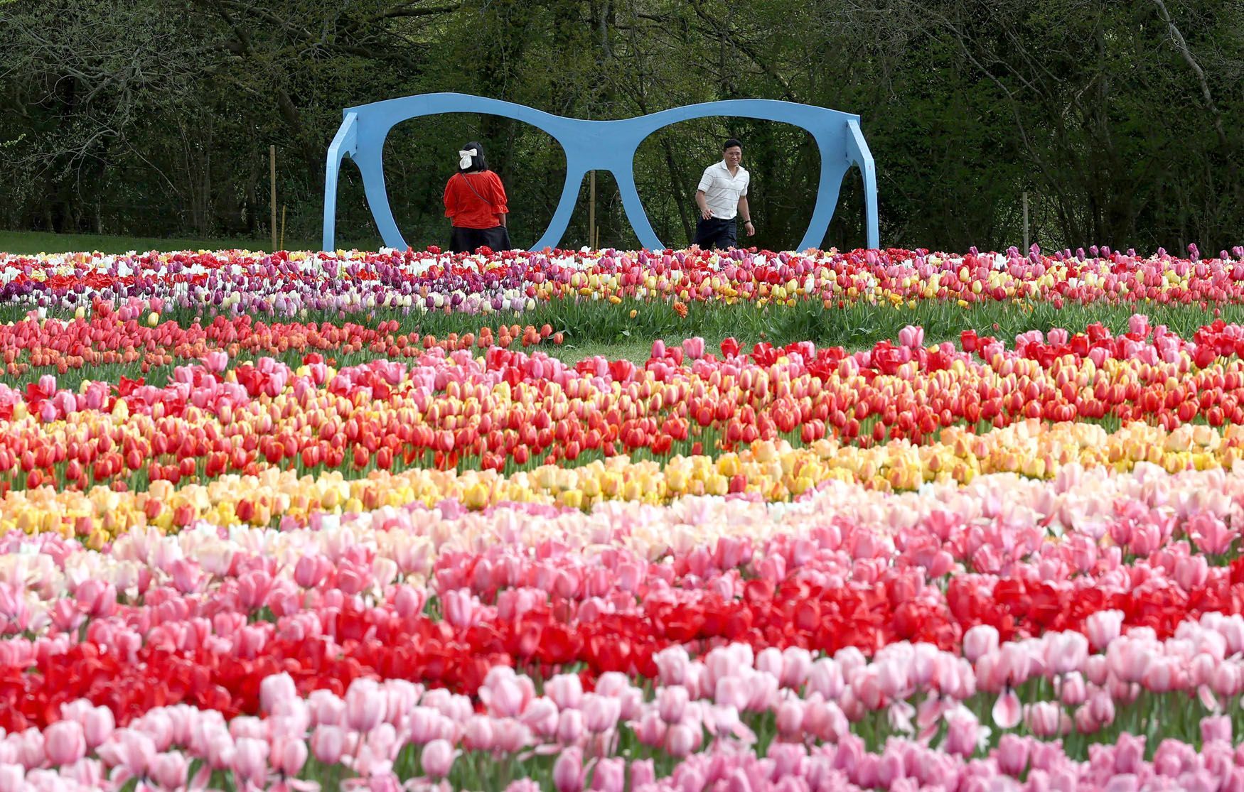 Tulipány