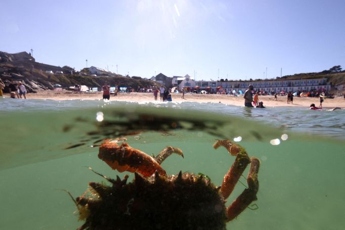 Pavoučí krab poblíž pláže Porthgwidden v St Ives, Cornwall, Británie, 7. srpna 2022.