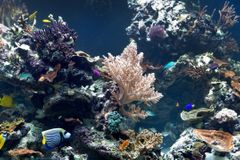 Rybám v mořských hlubinách pomáhá k barevnému vidění neobvyklý mechanismus