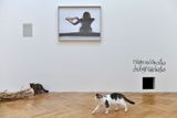 Na výstavě děl Ester Krumbachové se procházejí kočky z útulku.