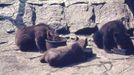 ZOO Liberec slaví 120 let od svého vzniku. Podívejte se na historické momenty a vývoj nejstarší zoologické zahrady v českých zemích od jejího založení v roce 1904.