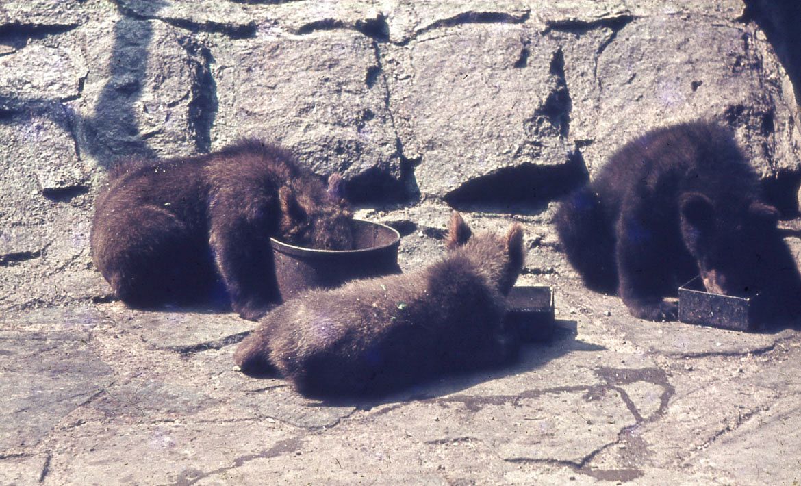 ZOO Liberec, zoo, zoologická zahrada, Liberec, historie, výročí, Domácí