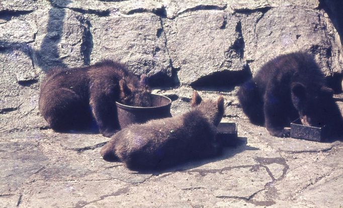 ZOO Liberec slaví 120 let od svého vzniku. Podívejte se na historické momenty a vývoj nejstarší zoologické zahrady v českých zemích od jejího založení v roce 1904.