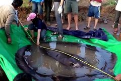 Video: Čtyři metry a 300 kilogramů. V Kambodži chytili největší rybu světa