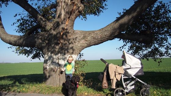 FOTO Aleje jsou klenoty naší krajiny. Soutěžte o tu nejhezčí