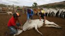 Brazilští indiáni Macuxi v ohrožení farmáři a těžaři