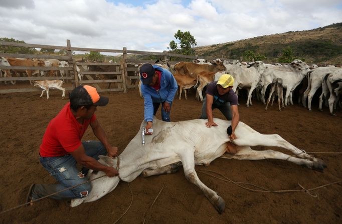 Brazilští indiáni Macuxi v ohrožení farmáři a těžaři