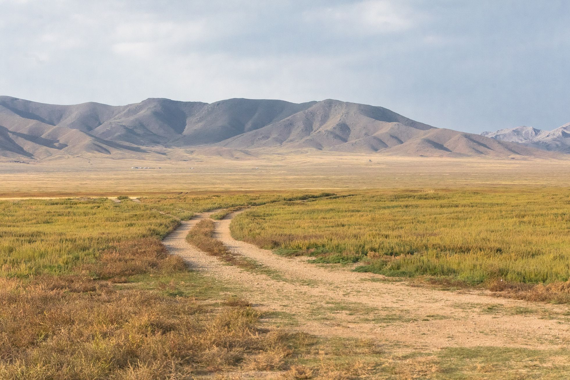 Mongolsko - kůň Převalského, Národní park Chustaj, koně, pláně, stepi